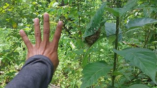 WAOOOO,,,,Penemuan sarang burung ciblek telur empat sekarang sudah menetas semua‼