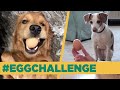 My Dog Mastered The Egg Challenge