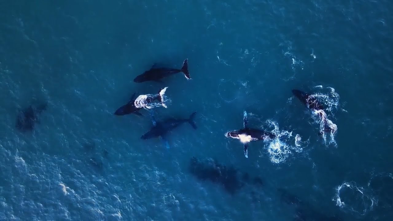 Going above and beyond for whale conservation