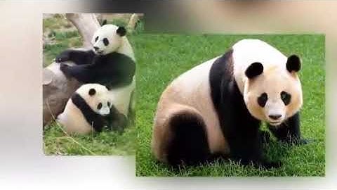 Bản sao của Video một số con vật sống trong rừng YouTube