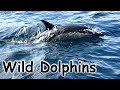 Wild dolphins at tagus river lisbon portugal golfinhos selvagens no rio tejo