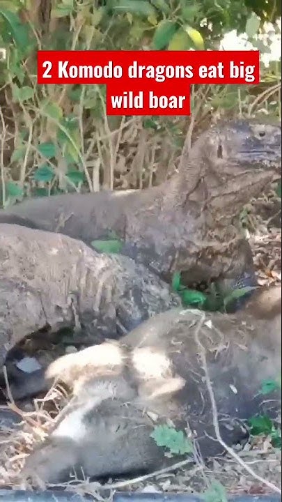 2 Komodo dragons eat big pigs#shorts#komodo#wildlife#animals - YouTube
