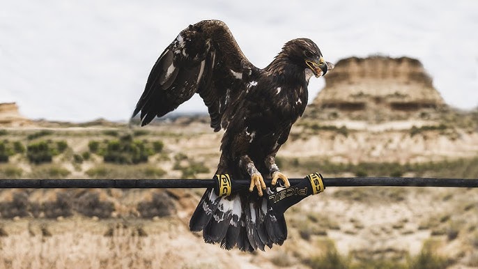 Calleras Picsil Golden Eagle Grips (sin agujeros), ¡brutal!