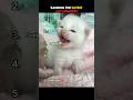 The Cutest Cat Moments!