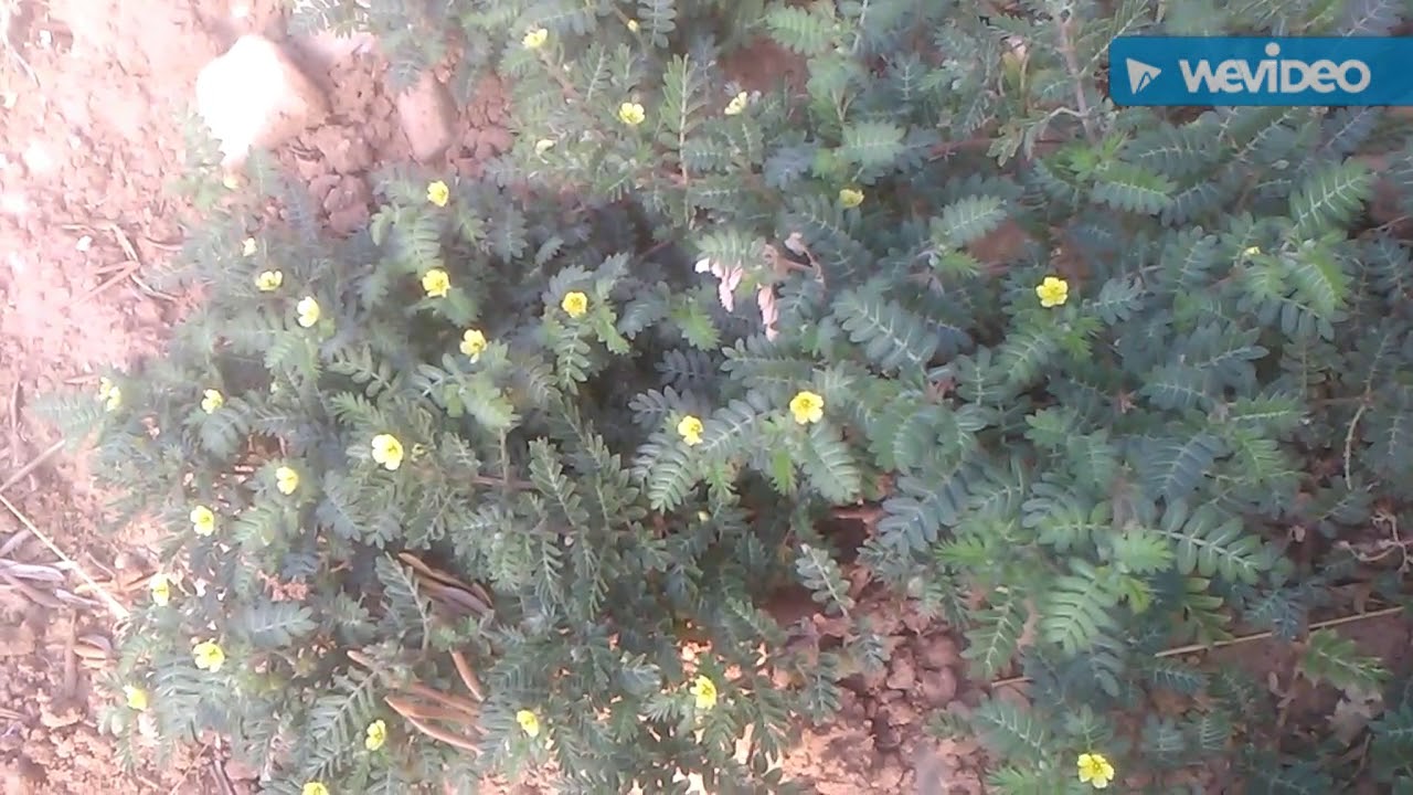 Sinameki Nasıl Saklanır Sinameki Nasıl Saklanır