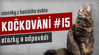 KOČKOVÁNÍ #15 - Konzultace pro města vs. odmítání nálezů by Kočkování 81 views 5 months ago 2 hours, 25 minutes