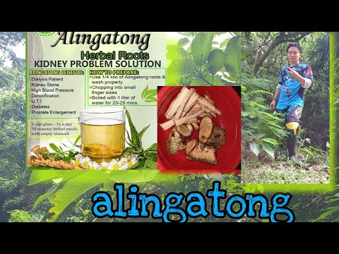 #Alingatong #Herbal_roots  Alingatong health benefits