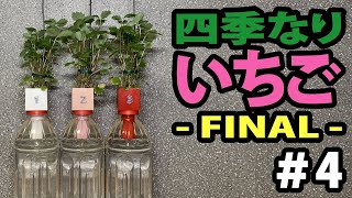 【植物栽培】四季なりいちご  ー FINAL ー ＃４ (Four seasons strawberry)