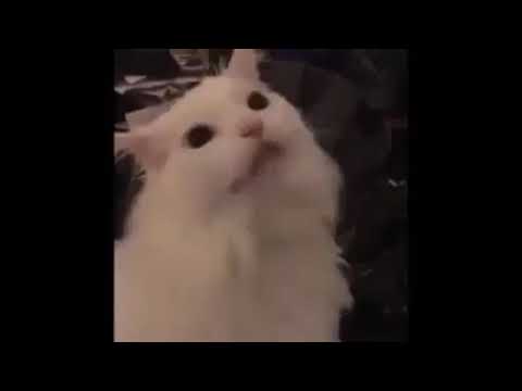 gato diciendo nya - YouTube