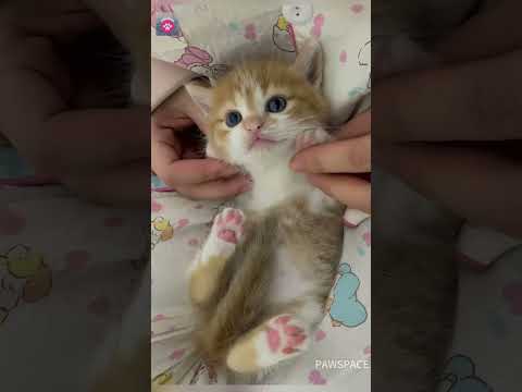 Cute kittens#kitten