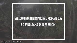 Download Lagu Welcoming International Primate Day, 6 Orangutans Gain Freedom! MP3 Download Lagu Welcoming International Primate Day, 6 Orangutans Gain Freedom! MP3