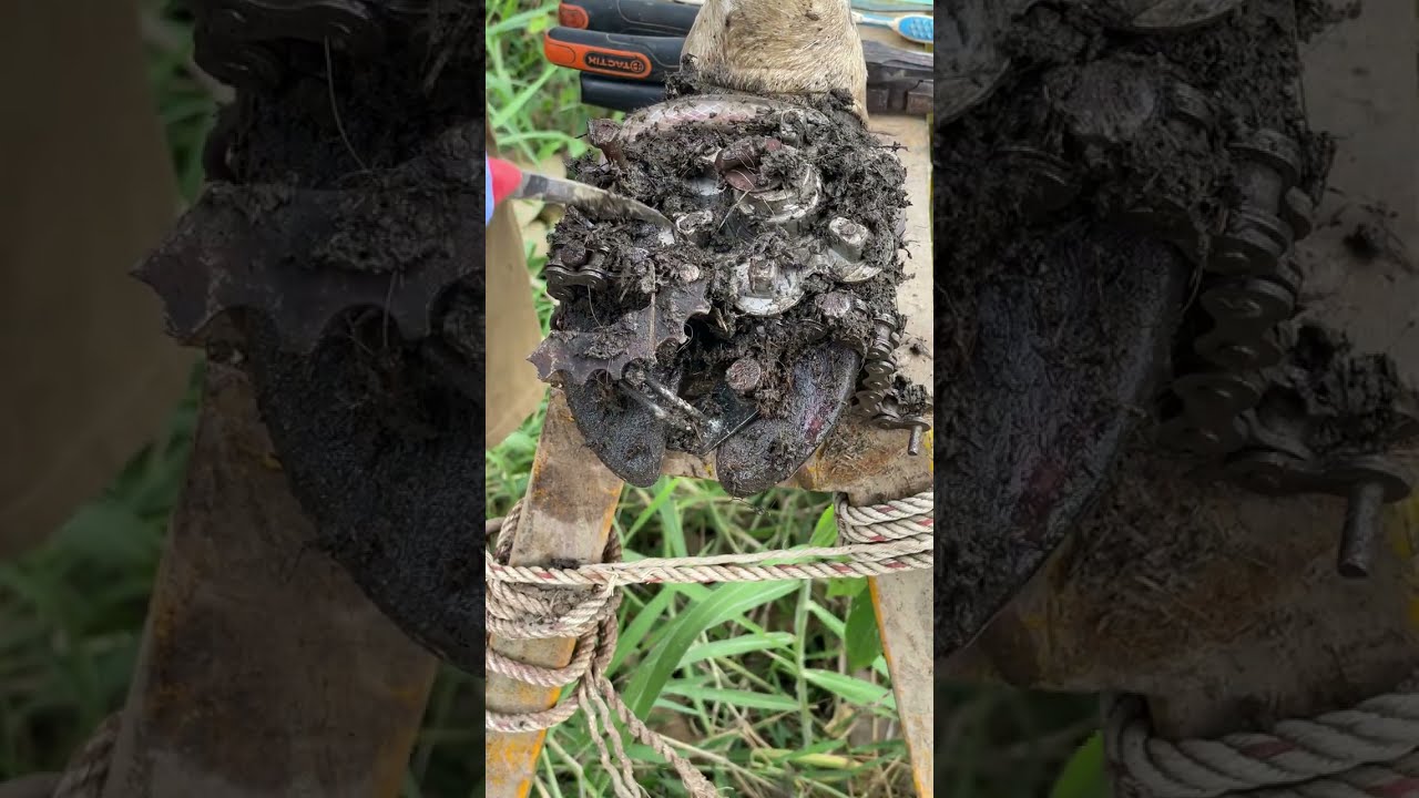 Nail Trap! Cow in Pain! Removing Rusty Screw & Nail from Cow Hoof and Treatment