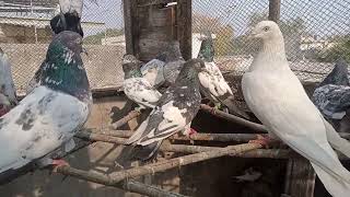 FARAZ  HAMID  S/O  HAMID  SAULAT ( 03352712873 )