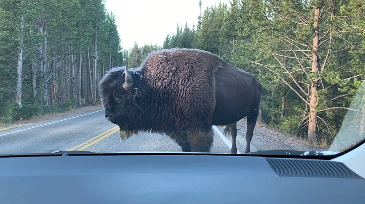 Yellowstone Bison charges tourists car!