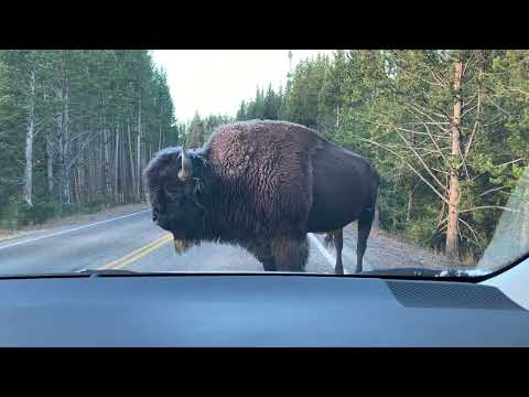 Yellowstone Bison charges tourists car!