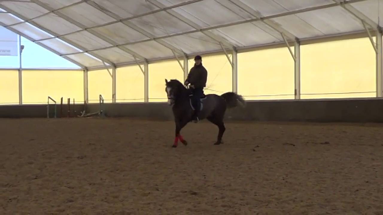 Кизимов конный спорт видео тренировка. Видео про уроки верховой езды на конюшне.