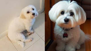 Lucky's Loneliness: Watch Our Maltese's Adorable Reaction When We Leave