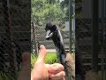 The Story Of KoKo The Emu