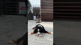 Too lazy to move! 🇹🇷 #4kwalk #travel #walkingtour #bursa #türkiye #dogs #dogshorts