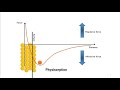 The how’s and why‘s of adsorption