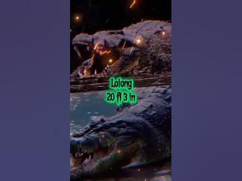 Gustave Vs Largest saltwater crocodile specimens - YouTube