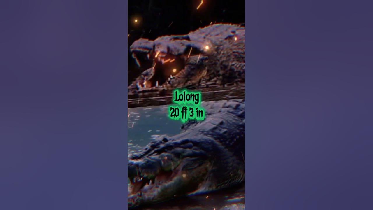 Gustave Vs Largest saltwater crocodile specimens - YouTube