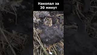 Накопал за пол часа с MD-4030