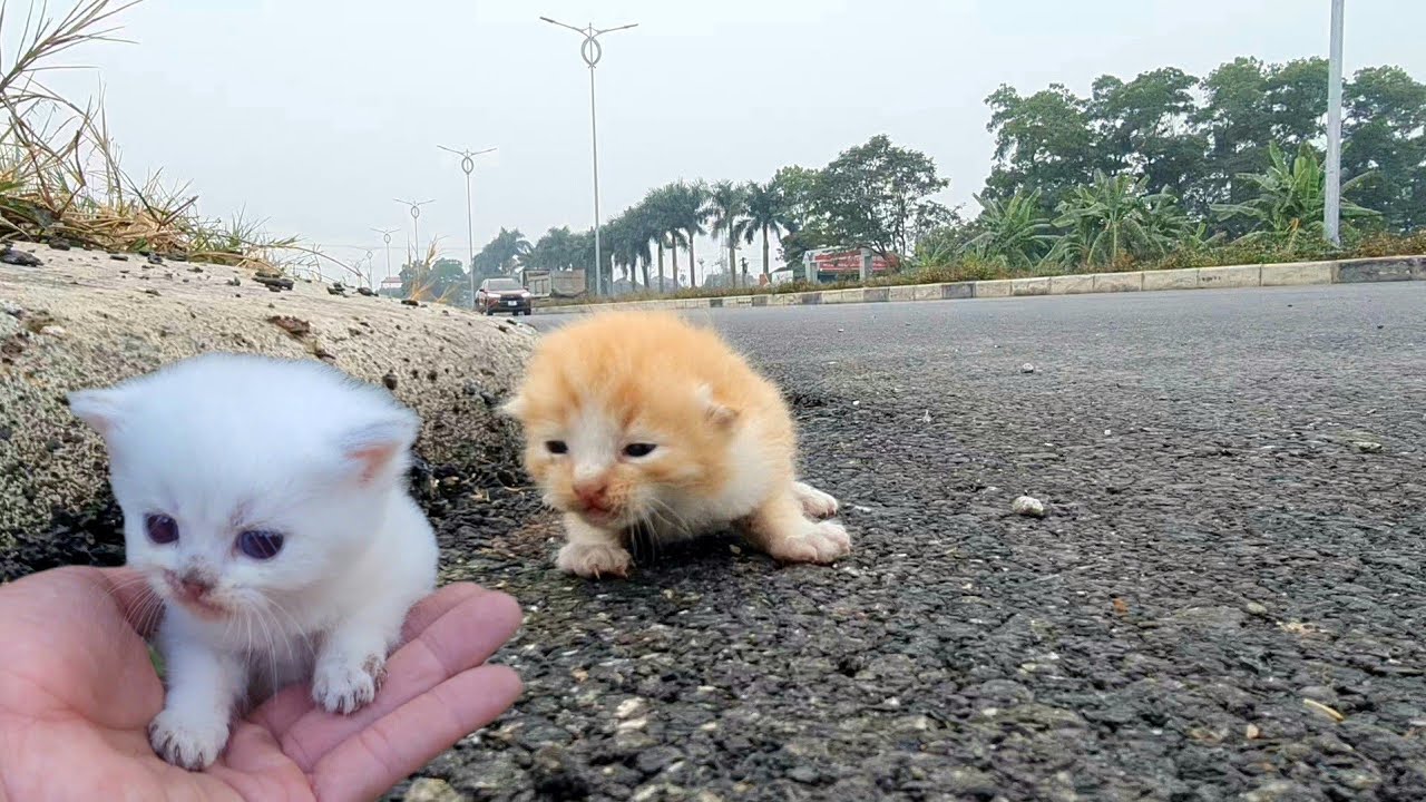 kittens meow in green space, cute and mischievous kittens after being rescued,