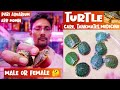 Turtle || Turtle Care, Turtle Male & Female, Turtle disease & treatment, Tankmates || Pari Aquarium