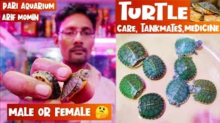 Turtle || Turtle Care, Turtle Male & Female, Turtle disease & treatment, Tankmates || Pari Aquarium