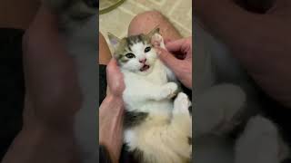 The most popular pets compilation part 2 #cat #shorts