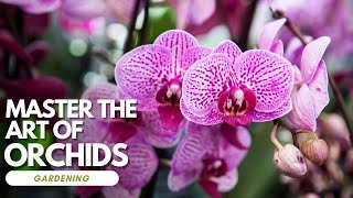 Master The Art Of Growing Orchids