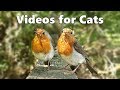 Videos for Cats and Dogs to Watch : Birds Spectacular