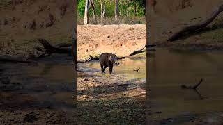 Mini tusker..😍 #kabini #kakanakote safari #kabini wildlife safari