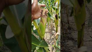 আলহামদুলিল্লাহ, বিনা চাষে ভুট্টার বাম্পার ফলন|Vuttar Bumper Folon | #smartkrishi #farming