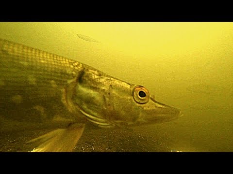 Реакция рыбы на КОРИАНДР!!! Подводная съемка