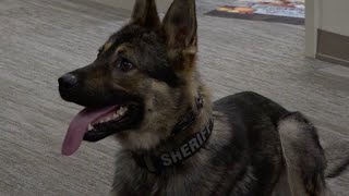 Pulaski County Sheriff's Office adds new K9 to the beat
