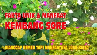 Fakta Unik dan Manfaat Bunga Kembang Sore || Bunga Pukul Empat || (Serial Tanaman Hias Part 55)