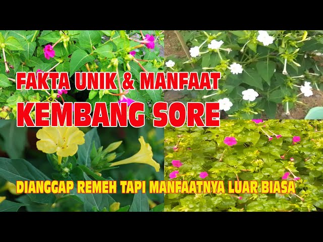 Fakta Unik dan Manfaat Bunga Kembang Sore || Bunga Pukul Empat || (Serial Tanaman Hias Part 55) class=