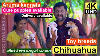 Toy breed ഇപ്പോൾ വിലകുറവിൽ ഇവിടെ ഉണ്ട് | Chihuahua | Aruma kennels