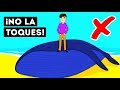 ¿Por Qué Las Ballenas Muertas Son Tan Peligrosas?