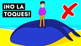 ¿Por Qué Las Ballenas Muertas Son Tan Peligrosas?