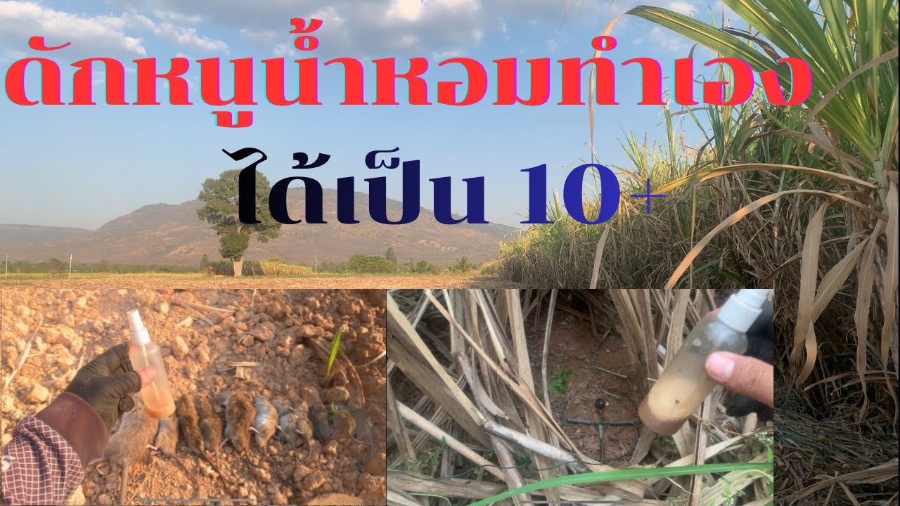 🐭น้ำหอมสูตรทำเอง หนูเล็กใหญ่เข้าหมด 😮🪵