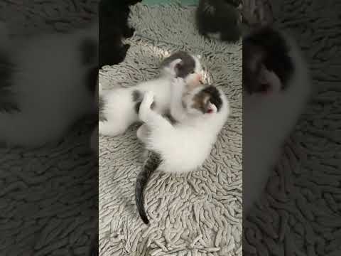 SEVİMLİ YAVRU KEDİLER 😍 | CAT VİDEO | KEDİ VİDEOLARI #cat #catcute