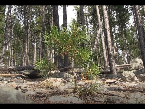 Vídeo: O que come um pinheiro lodgepole?