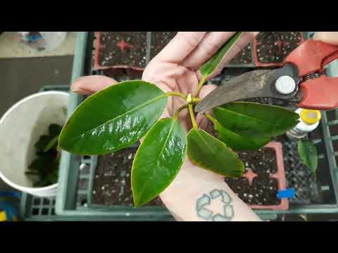 Propagating Rhododendron How To Propagate Rhododendron Macrophyllum