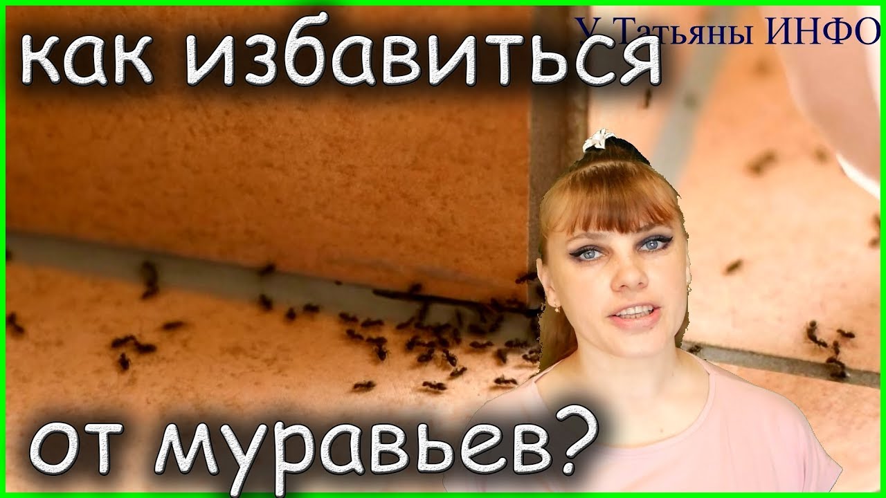 Как избавиться от муравьев в доме или квартире?!