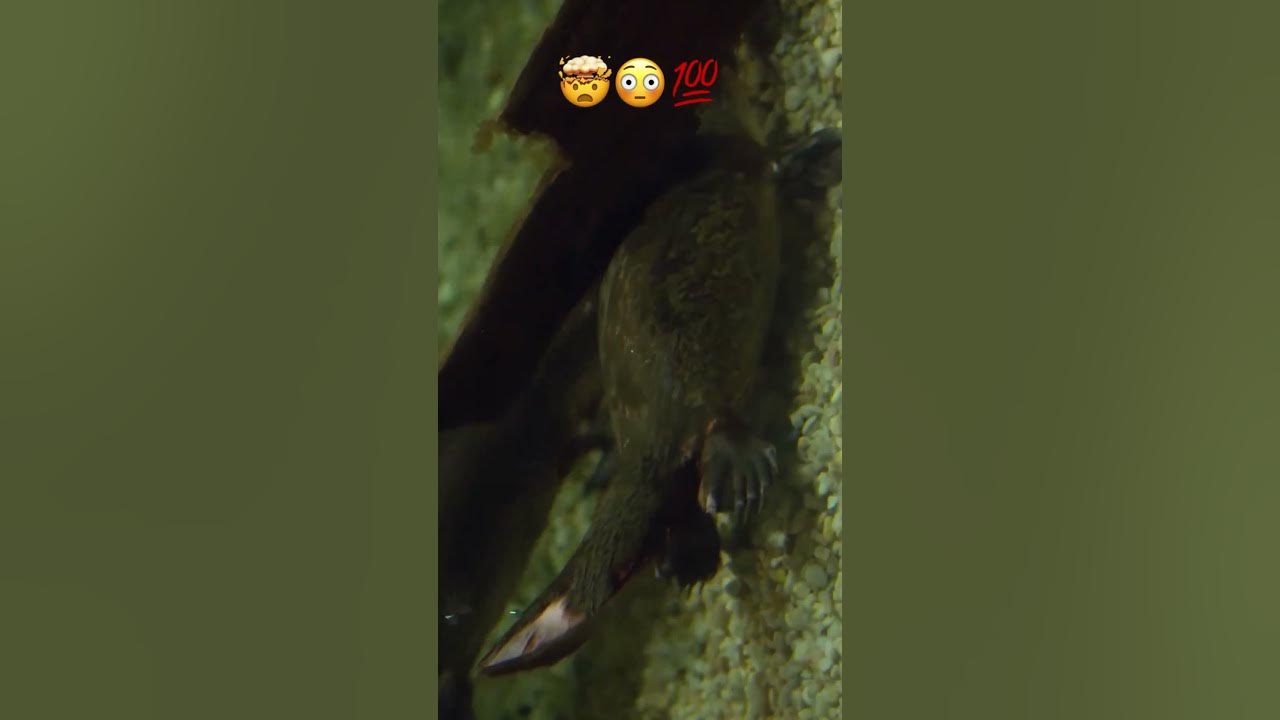 Can a mammal lay eggs? #shorts - YouTube