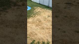 Lawn fungus - Easy fix!