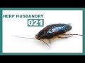 How to Care for & Breed Dubia Roaches